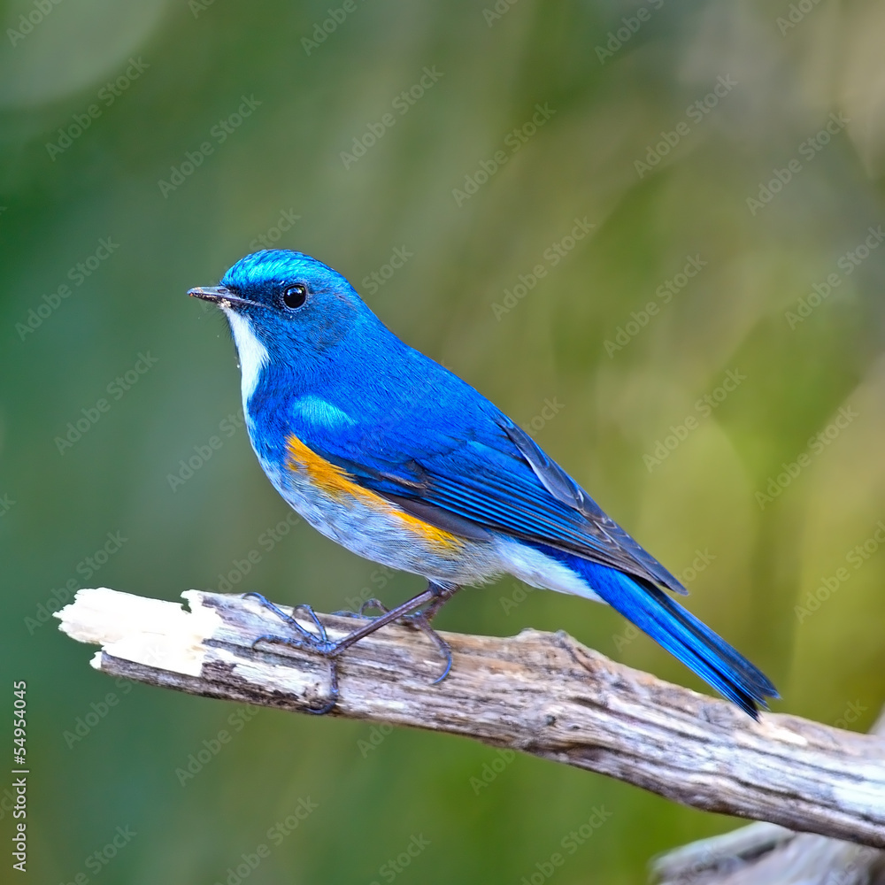 Himalayan Bluetail