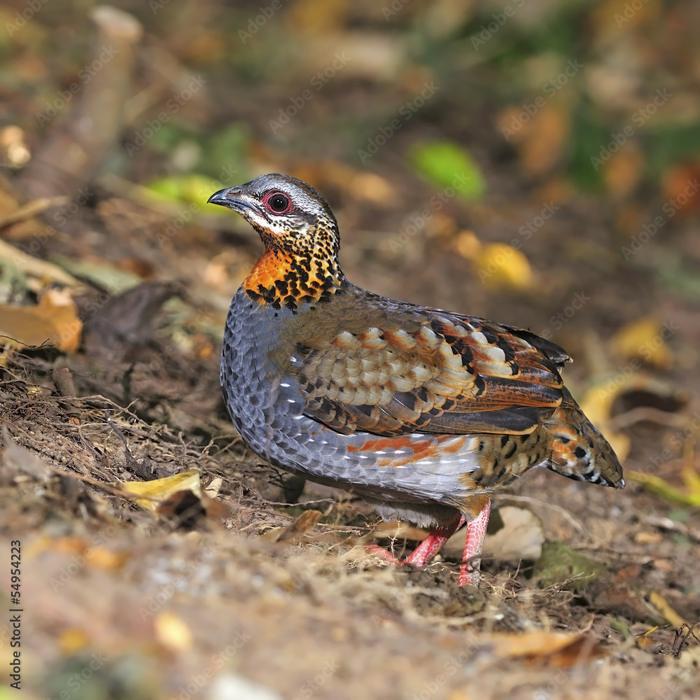 Rufous-throated Partridge Rufous-throated Partridge