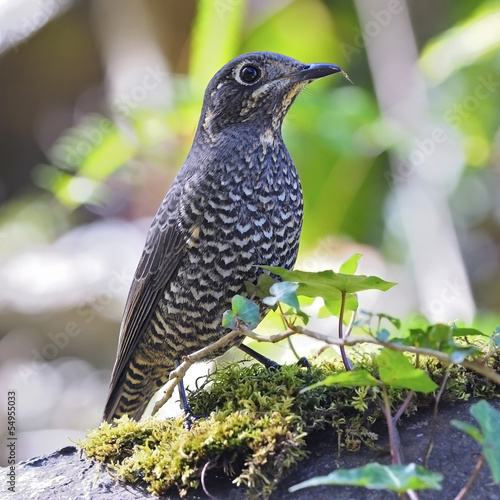 female Chestnut-bellied Rock-Thrush photo