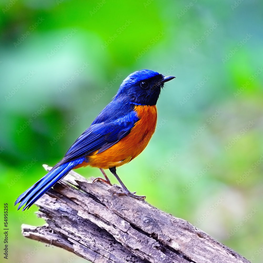 Rufous-bellied Niltava