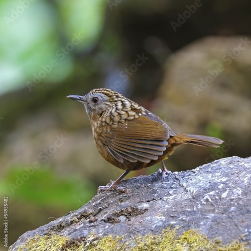 Streaked Wren Babbler photo