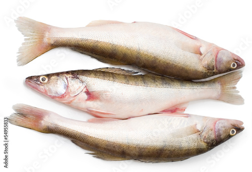 Quadro em tela Pike-perch fish against white background