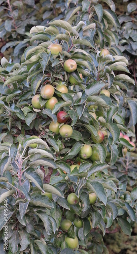 beautiful apples on apple tree