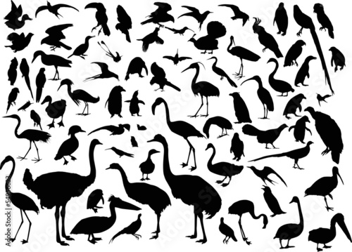 large set of different bird silhouettes on white photo