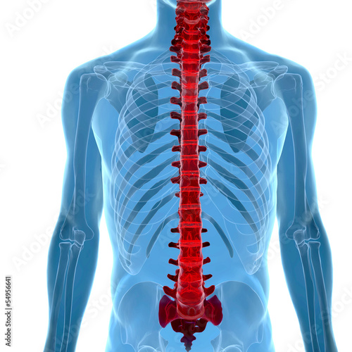 anatomy of human spine in x-ray view