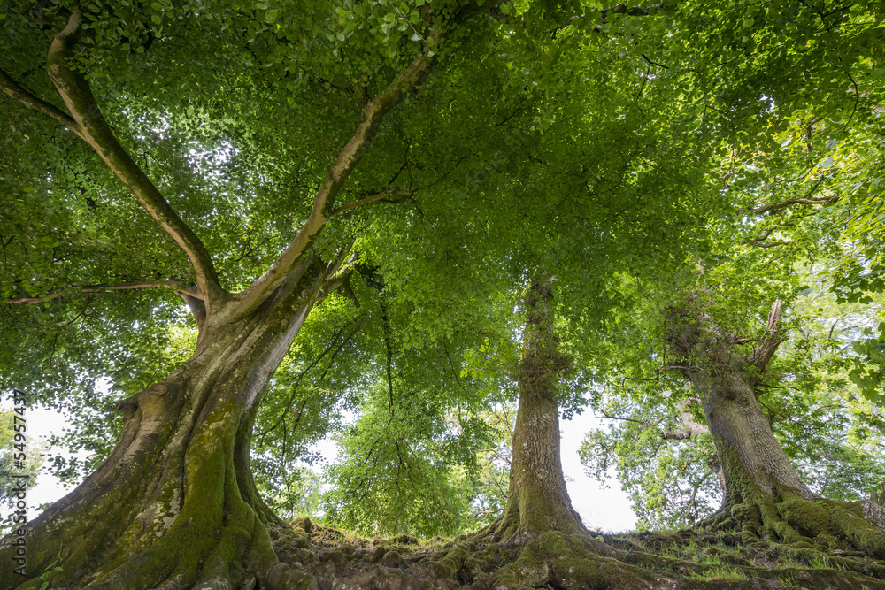 Fototapeta premium old trres in the park