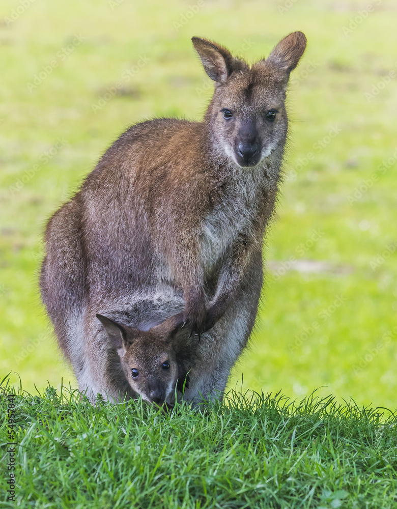 Fototapeta premium Mother wallaby with child