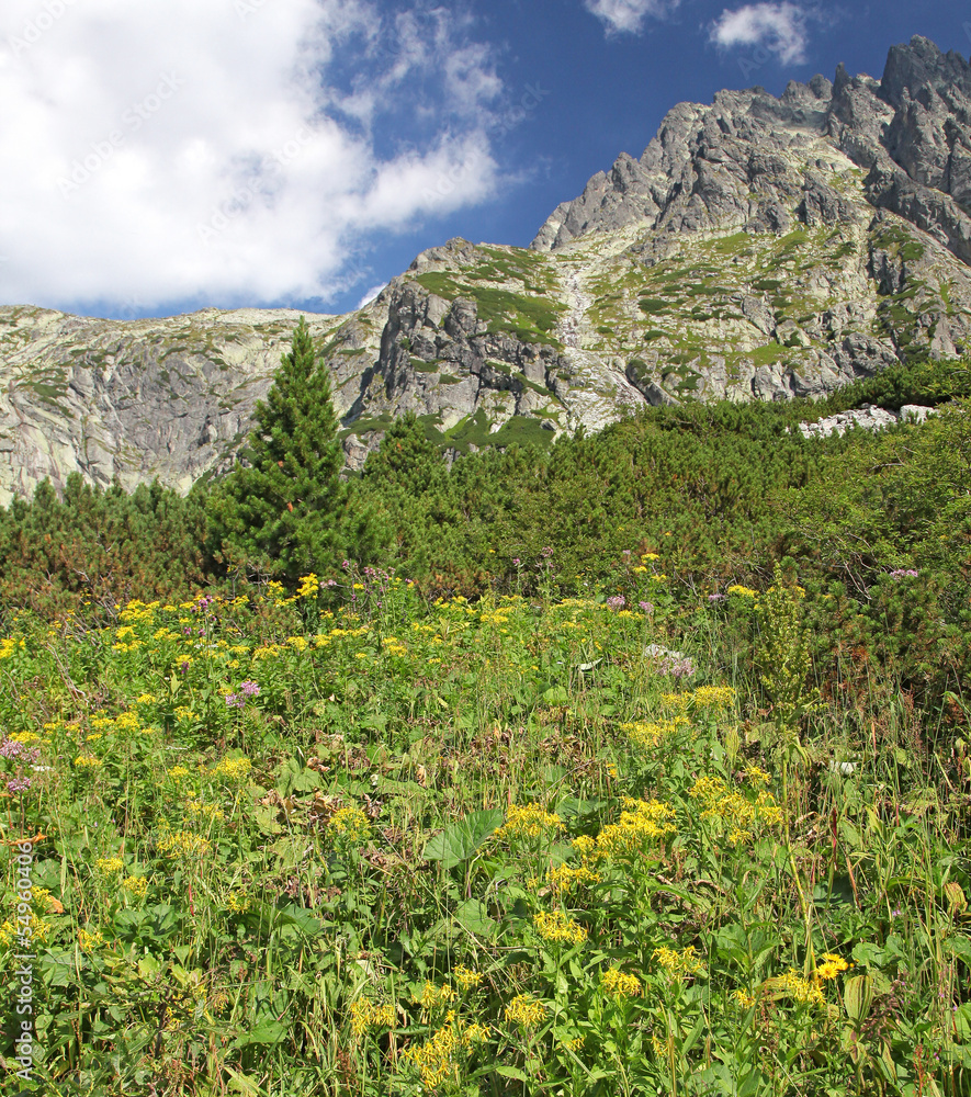 Mala studena dolina - valley in High Tatras, Slovakia Mala studena dolina - valley in High Tatras, Slovakia