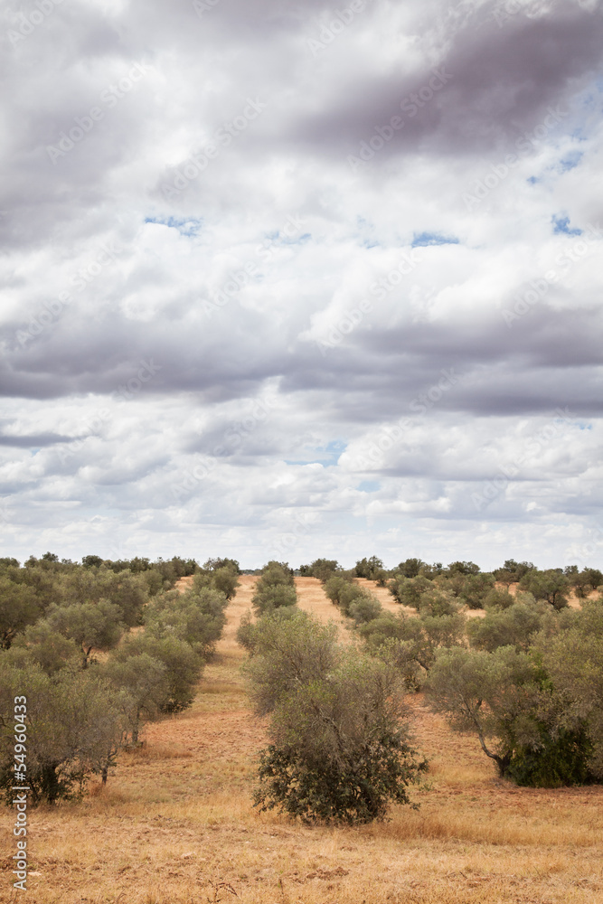 Olive trees plantation landscape