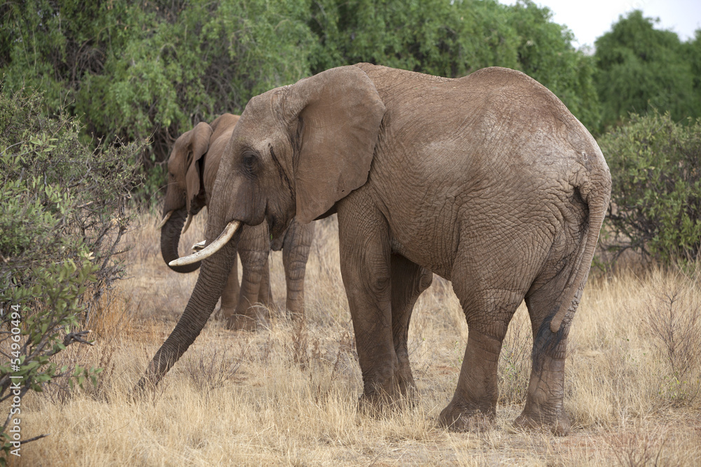 Obraz premium Side view of african elephant