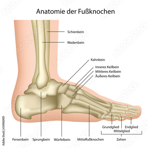 Anatomie des Fußgelenks ,des Sprunggelenks