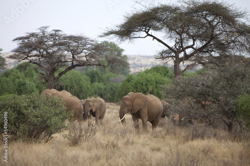 African landscape with elephants