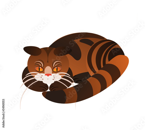 gatto tigrato sdraiato su fondo bianco