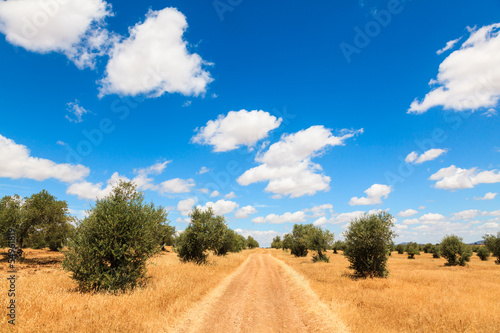 Olive trees plantation landscape