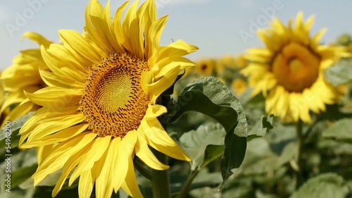 Sunflower / sunflower on a summer day photo