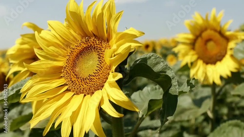 Sunflower / sunflower on a summer day photo