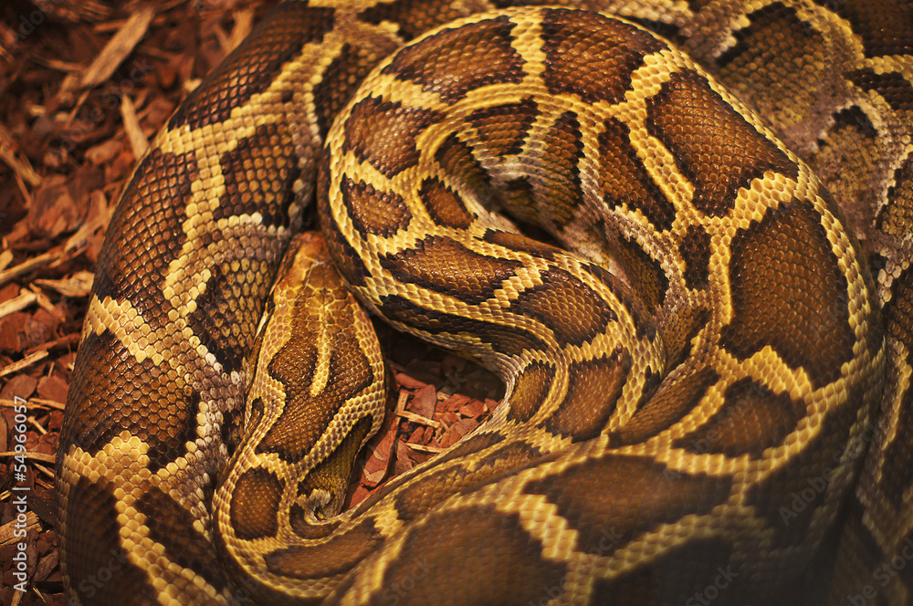 Texture image of a beautiful and deadly anaconda snake Texture image of a beautiful and deadly anaconda snake