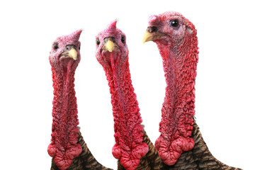 Turkey