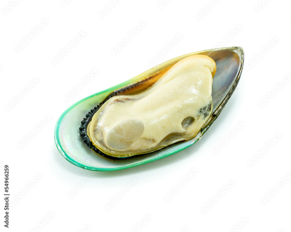 Fototapeta premium New Zealand green mussel