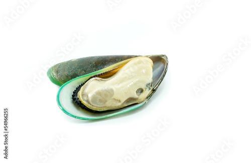 Green mussel