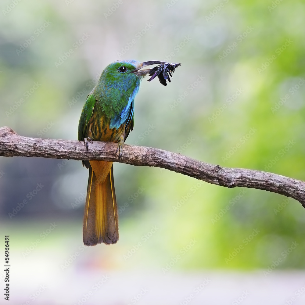 Obraz premium Blue-bearded Bee-eater