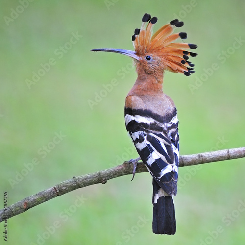 Foto Eurasian Hoopoe