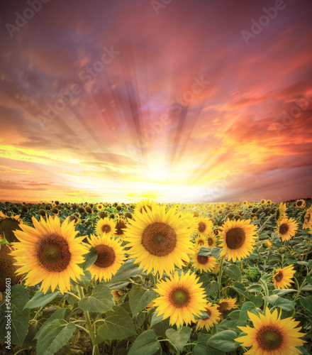 Fototapeta Naklejka Na Ścianę i Meble -  Sunflower field