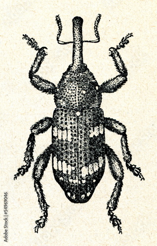 Norway spruce weevil (Pissodes harcyniae) photo