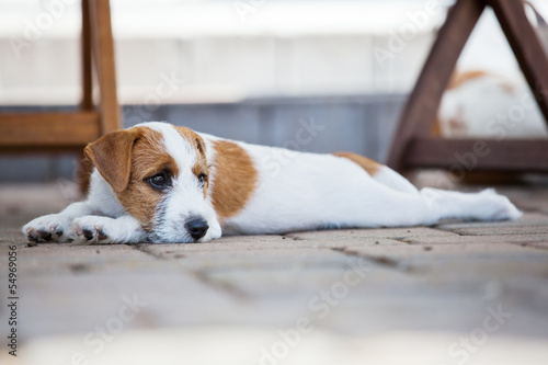 Schilderij op canvas müder Parson Russell Terrier Welpe auf der Terrasse