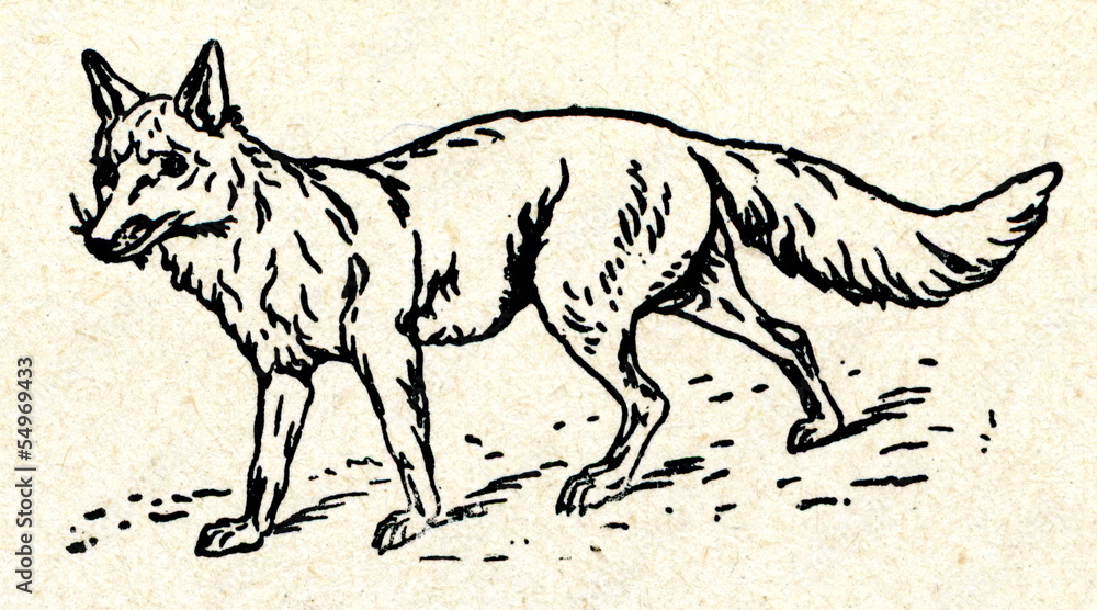 Obraz premium Red fox (Vulpes vulpes)