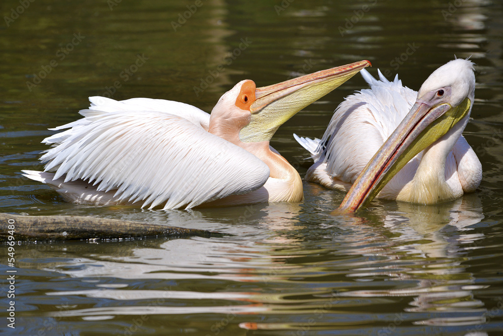 White pelicans on the water White pelicans on the water