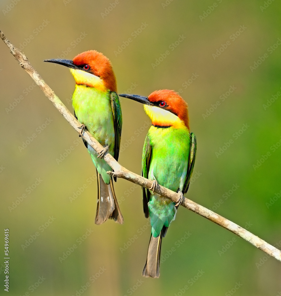 Chestnut-headed Bee-eater Chestnut-headed Bee-eater