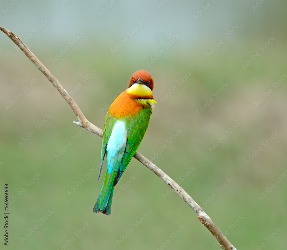 Obraz premium Chestnut-headed Bee-eater