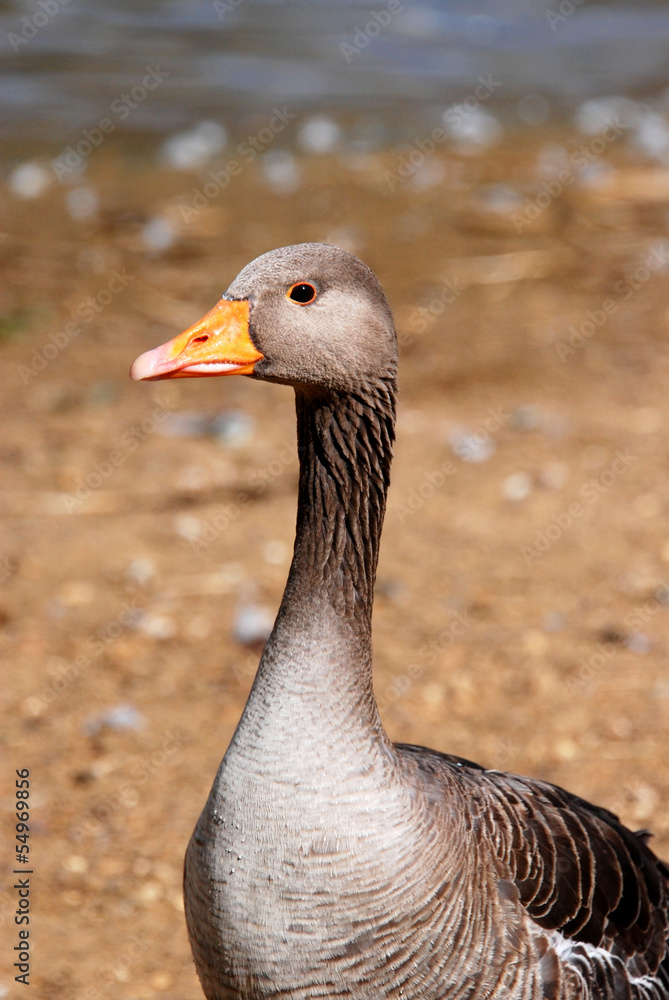 Greylag goose standing by the water Greylag goose standing by the water