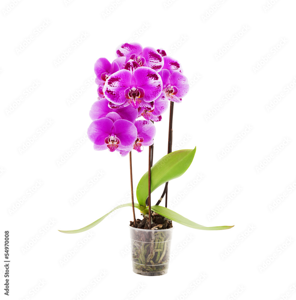 Orchideenpflanze Orchideenpflanze