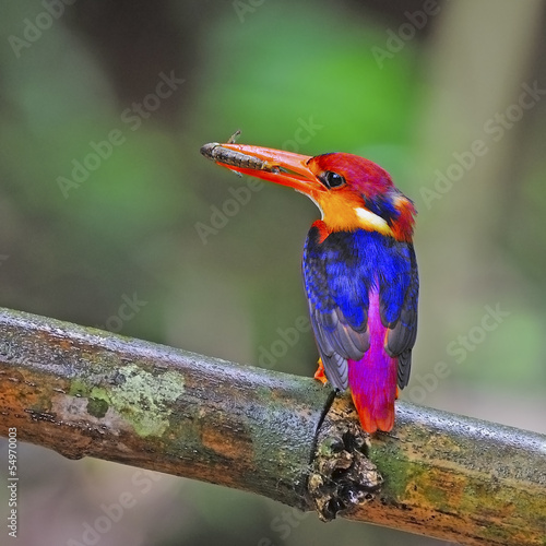 female Black-backed Kingfisher