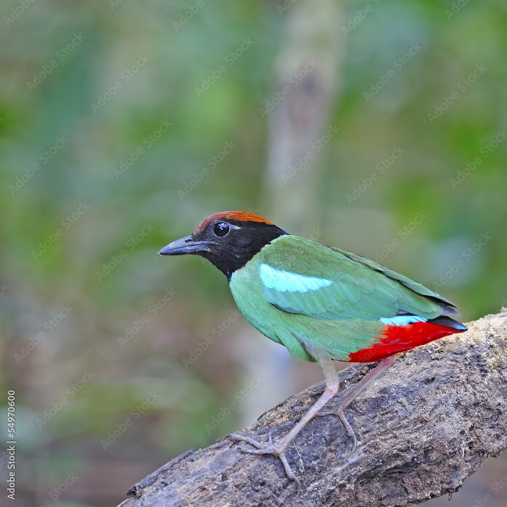 Hooded Pitta Hooded Pitta