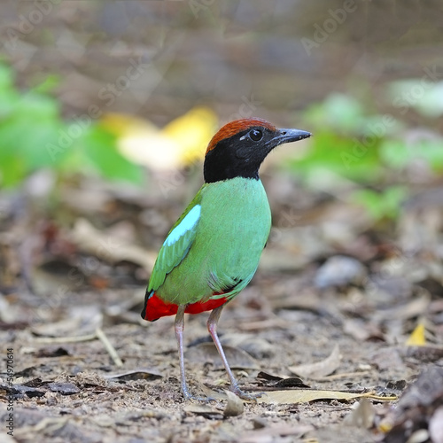 Hooded Pitta