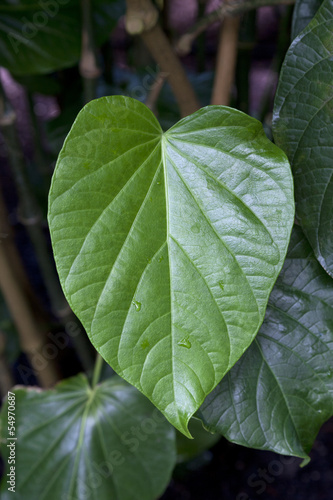 Kava leaf