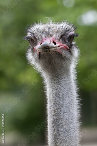 Ostrich looking into the camera