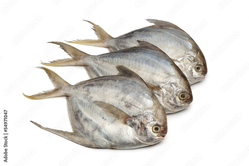 Pomfret fishes Pomfret fishes