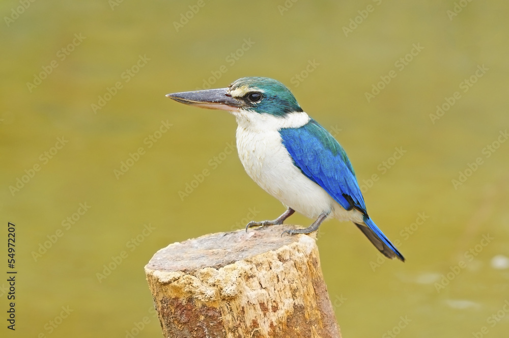 Fototapeta premium Sacred Kingfisher