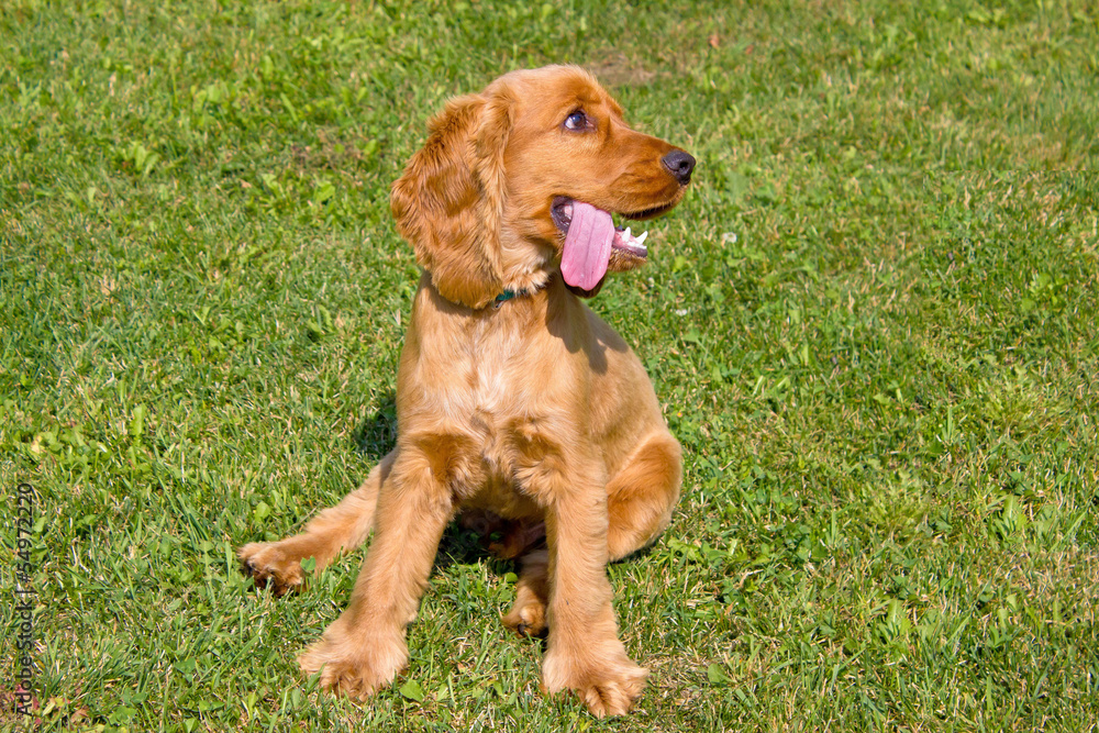 Young red English Cocker Spaniel dog