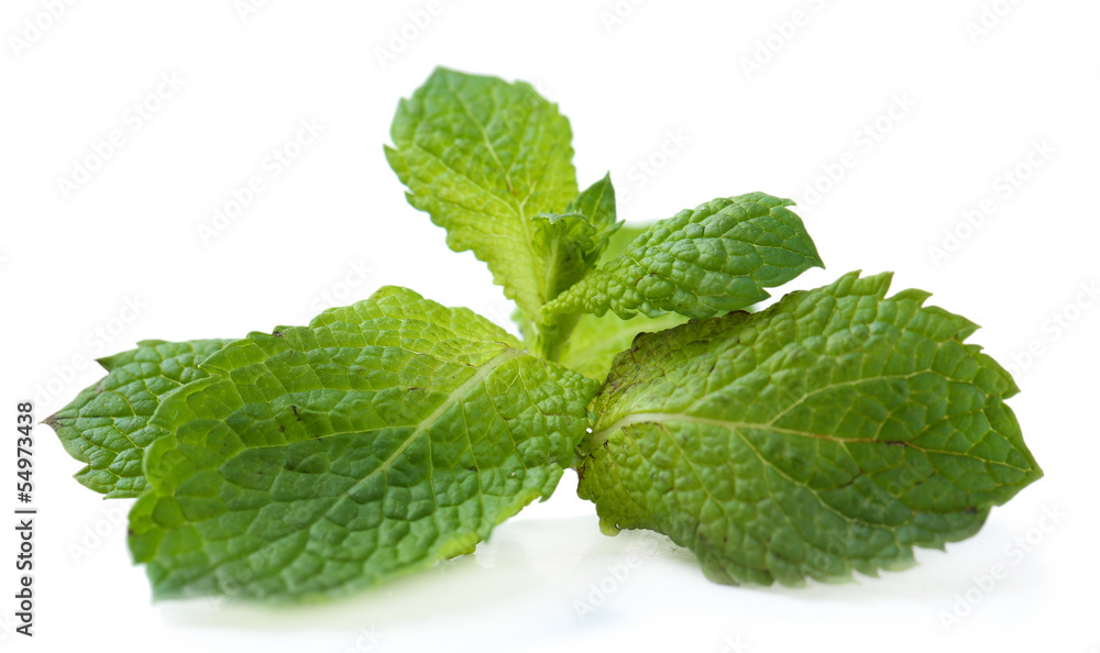 Fresh mint leaves isolated on white Fresh mint leaves isolated on white