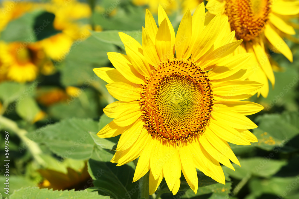 Beautiful sunflower in the field, close up Beautiful sunflower in the field, close up