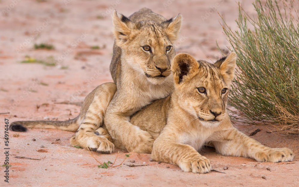 Obraz premium Two cute lion cubs playing on sand in the Kalahari
