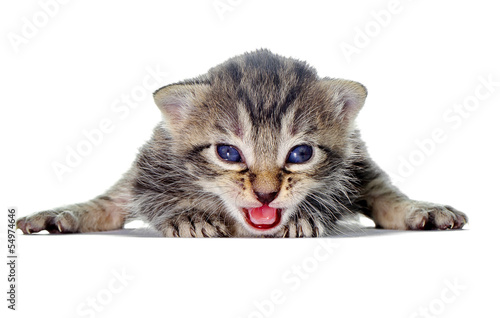 Adorable little kitten with an open mouth and tongue on white