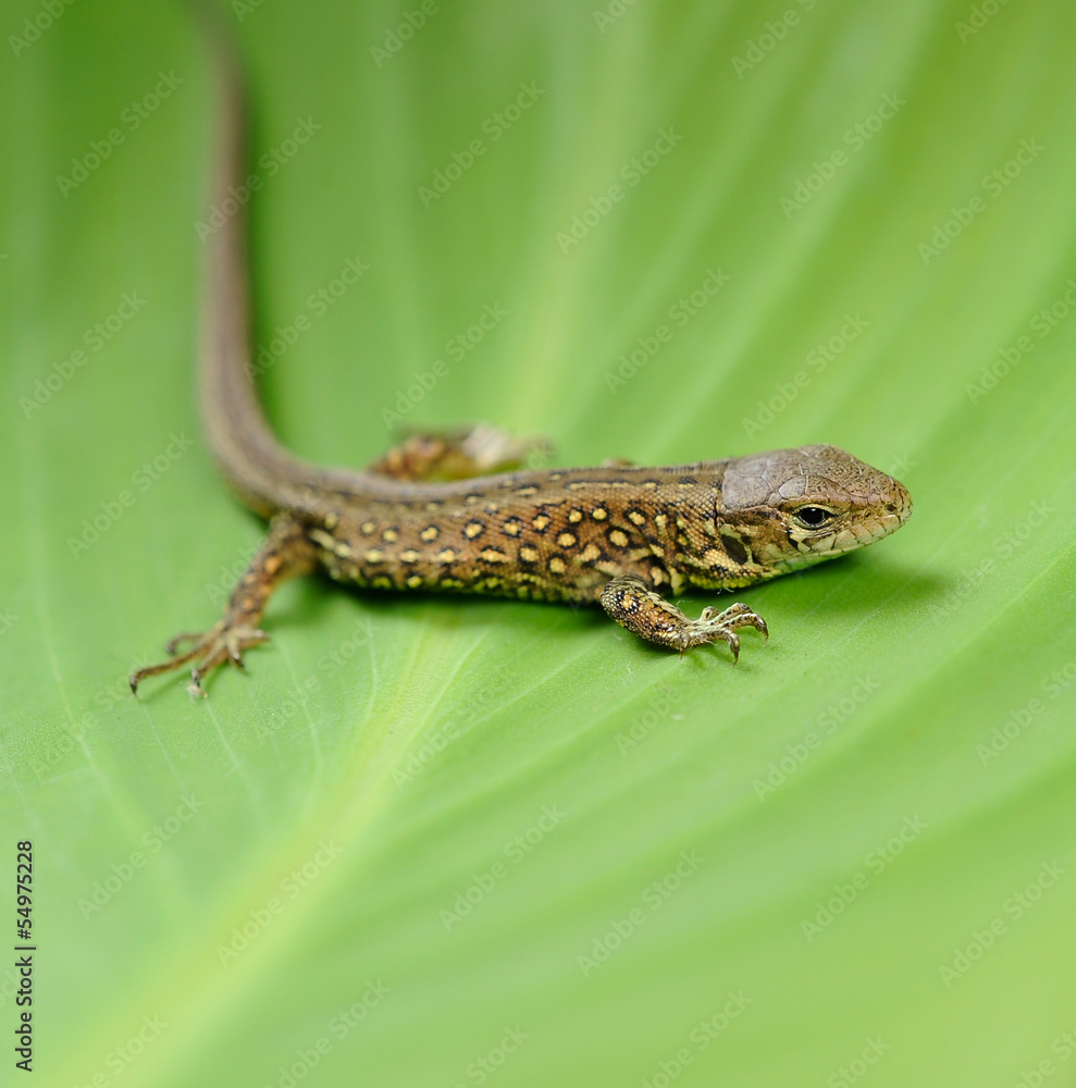 Naklejka premium zauneidechse 2