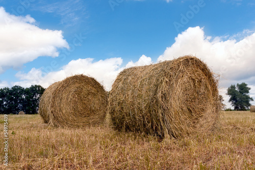 hay rolls on meadow