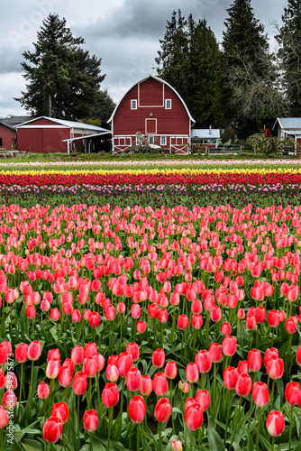 Barn and Tulip Field
